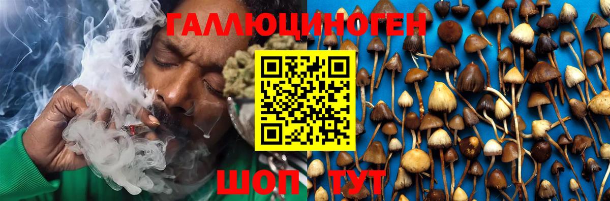 Лесосибирск  Псилоцибиновые грибы Psilocybine cubensis  Вход с VPN 